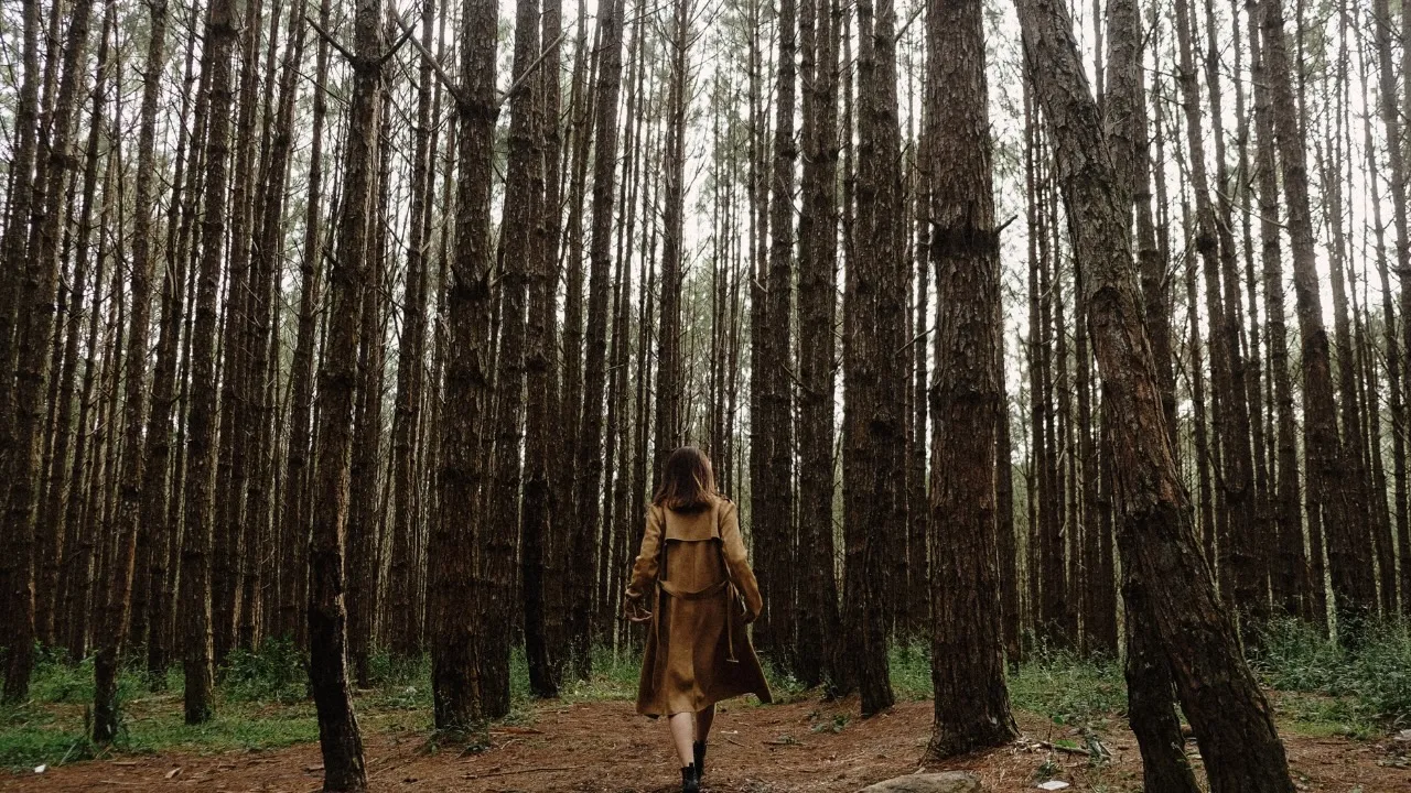 A person walking into a tall pine forest